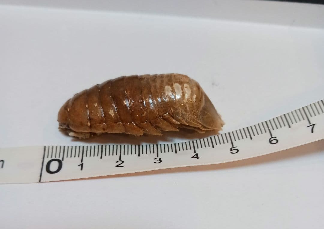 グソクムシ標本 約5cm