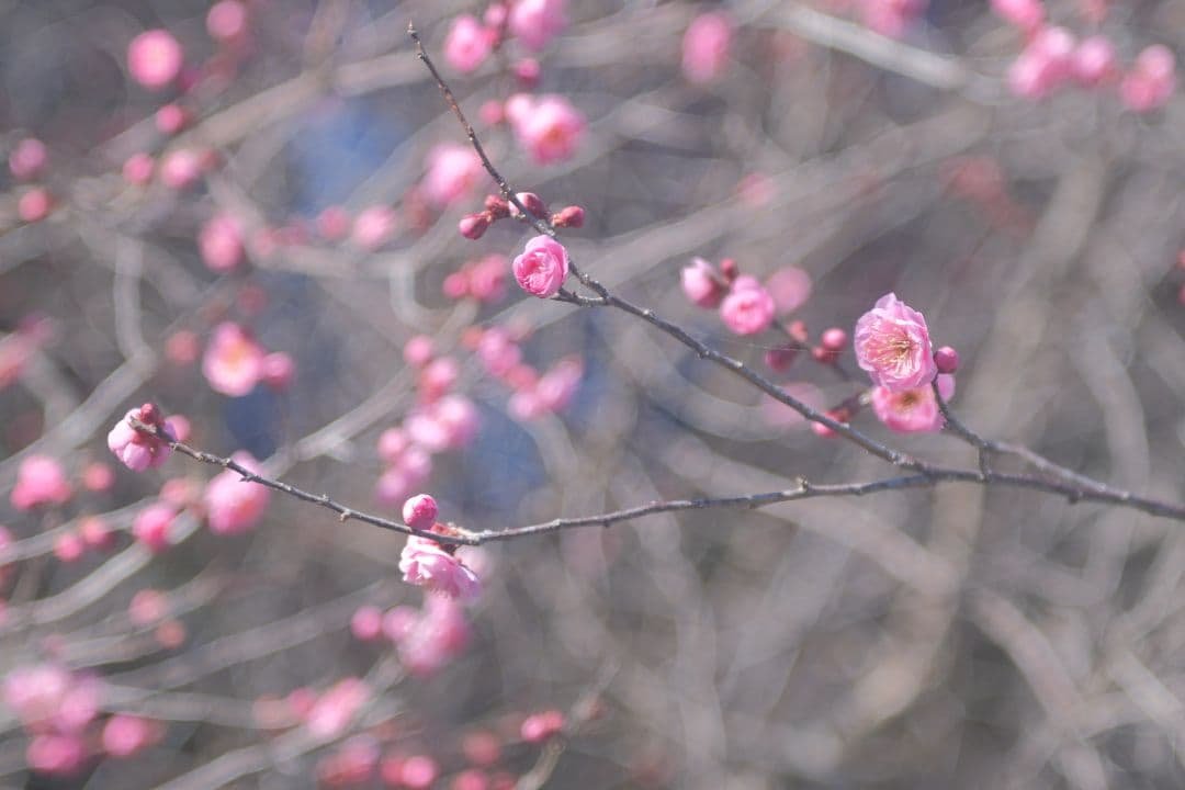 希少 KODAK ektar 101mm f4.5