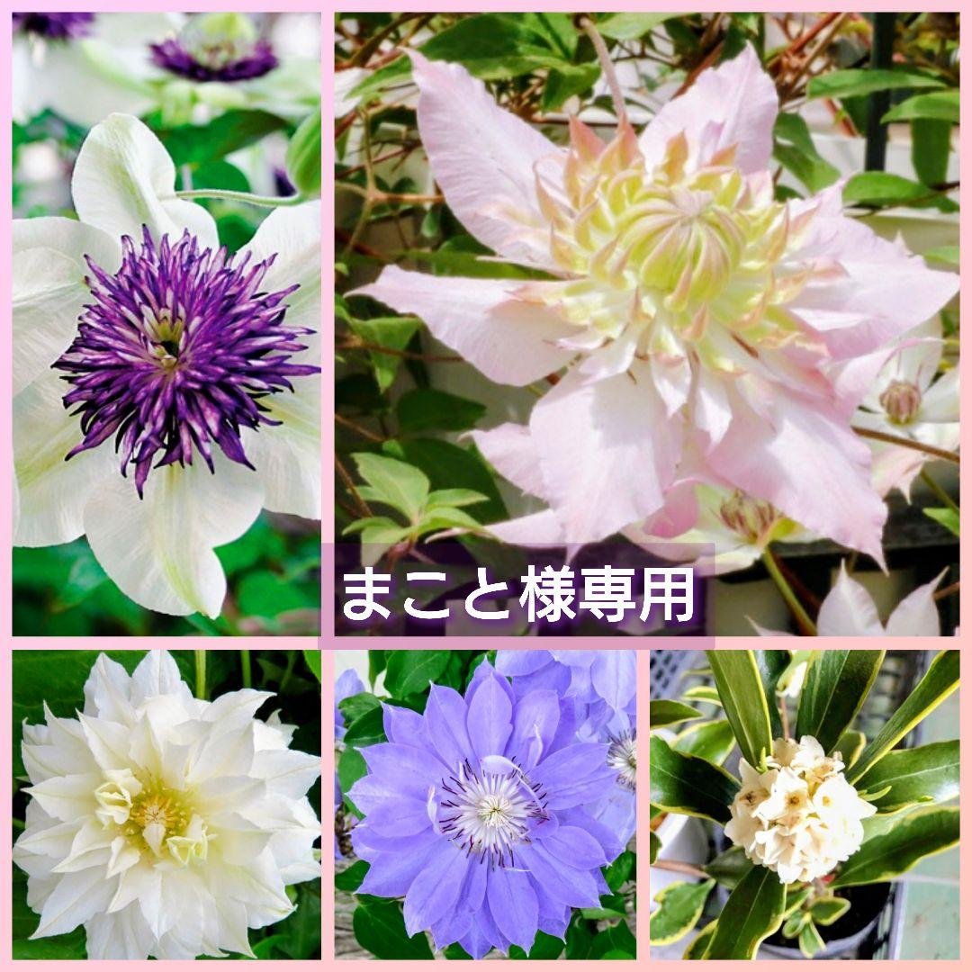 まこと　【クレマチス】八重咲き『テッセン』五弓桃万重『斑入り沈丁花』♪